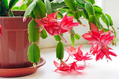 Christmas Cactus Lighting big