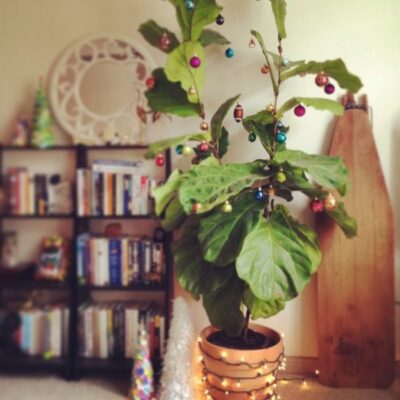 Christmas decoration plant 3