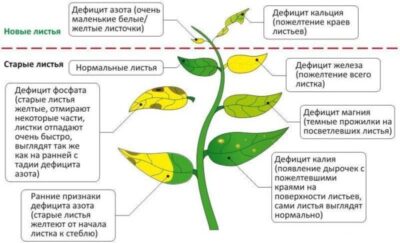 Картинки по запросу Наглядные признаки дефицита элементов Марганец