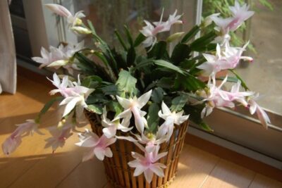 Schlumbergera 1