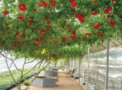 Vasos de flores plantadores de legumes sementes de tomate de rvore sementes de tomate cereja Bonsai