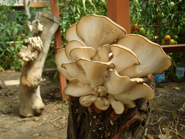 Как вырастить вкусные грибы вешенки на дачном участке