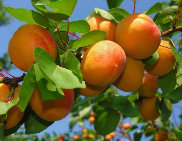 Советы для правильного ухода за абрикосами в саду