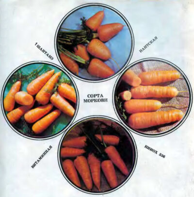 Картинки по запросу Сорта моркови для посева под зиму