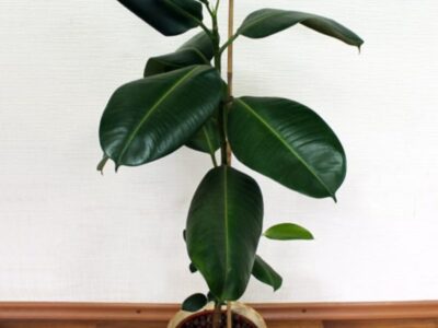 ficus jpg