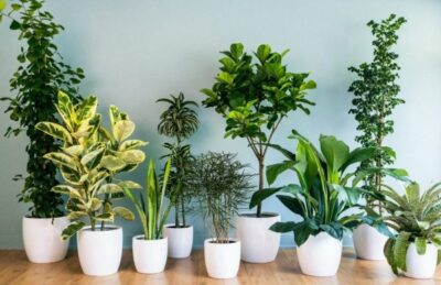 house plants 01