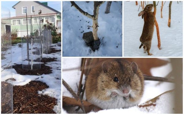Как зимой уберечь молодые саженцы деревьев от мышей и зайцев