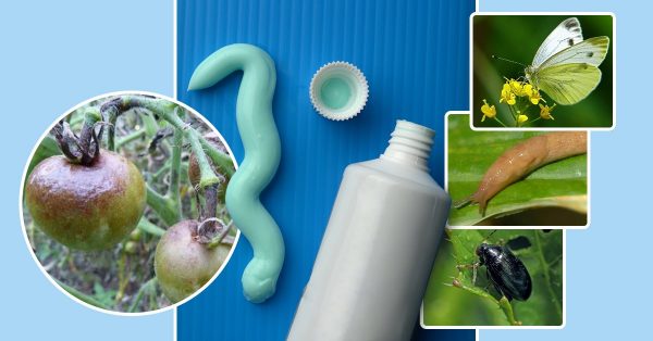 Зубная паста —  настоящий маст-хэв для дачников. Применение обычного средство гигиены на огороде и в саду