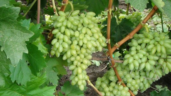 Виноград сорта кишмиш в средней полосе России. Какие сорта могут выжить в этих условиях?