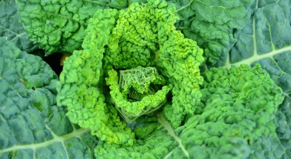 Листовая капуста кале – это королева овощей! Как использовать капусту в свежем виде и в салатах?
