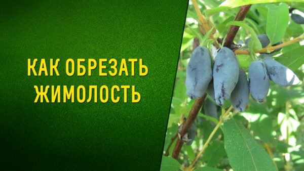 Обрезка жимолости осенью – подробное описание для новичков!