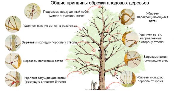 Осуществляем обрезку плодовых культур. Формируем кроны. Когда начинать?