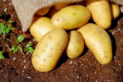potatoes vegetables erdfrucht bio 144248 e1518125140364