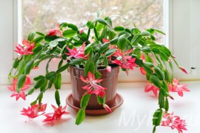 shlumbergera 11