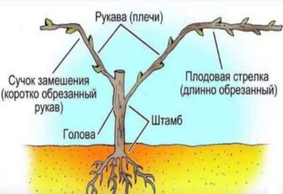 stroenie lozy vinograda