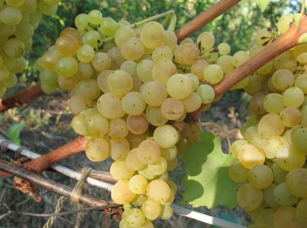 Сорт винограда Кишмиш в средней полосе России. Какие сорта могут выжить в этих условиях?