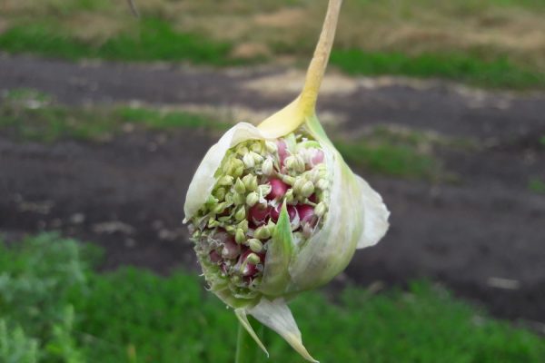 Выращивание чесночных головок из бульбочек. Как омолодить чеснок?