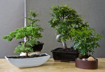 Bonsai 1