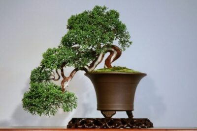 Bonsai 11