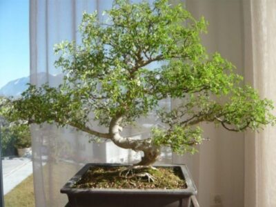 Zanthoxylum 1 640x480