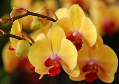 orchidaceae1