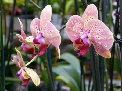 orhideja falenopsis 2