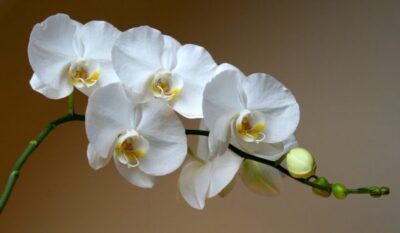 orhideya falenopsis