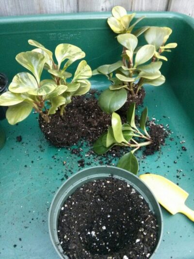 08 transplant houseplant botanichka