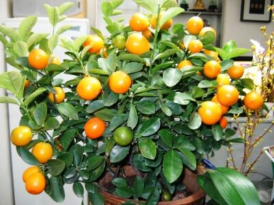 Citrus Reticulata 1