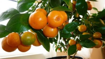 Citrus Reticulata 8