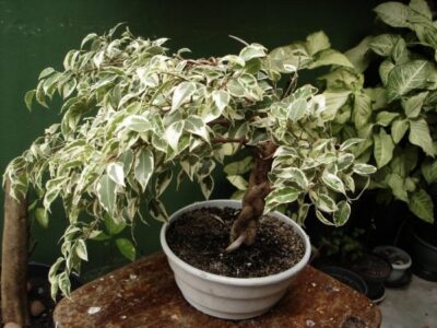 Ficus benjamina botanichka 02