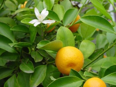 calamondin 1