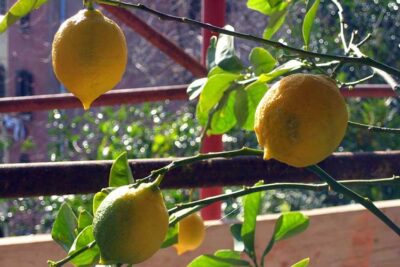lemon tree care summer and winter big