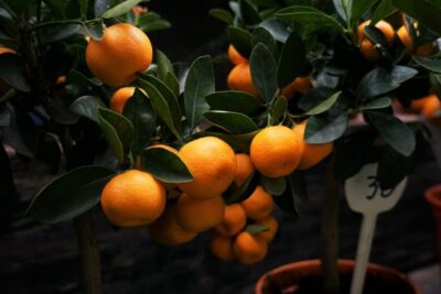 mandarin orange 09