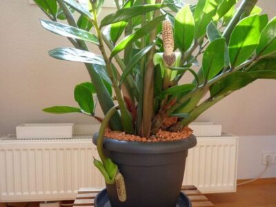 zamioculcas 07