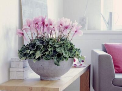 Cyclamen komnatny