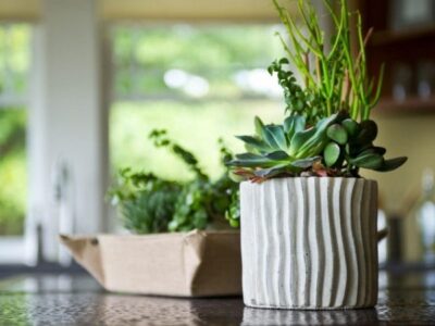 House plants in kitchen 02