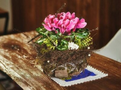 Цикламены. Невероятные композиции из альпийской фиалки на подоконнике