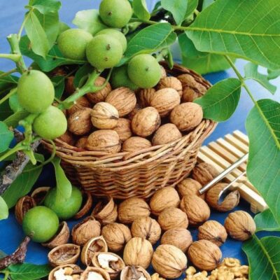 content the healing power of walnut recipes of traditional medicine