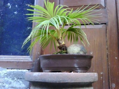Картинки по запросу Высокие комнатные растения для украшения интерьера Кокосовая пальма
