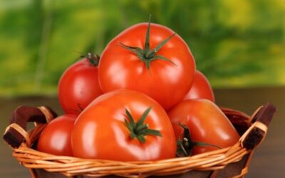 Sorta pomidorov ustojchivyh k fitoftorozu dlja otkrytogo grunta000