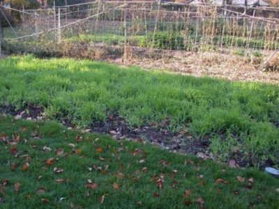 green manure 04