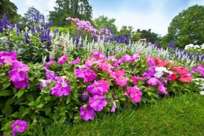 perennial flowers big