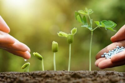 vegetables and fertilizer