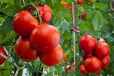 Какую подкормку томатов лучше выбрать для получения хорошего урожая?