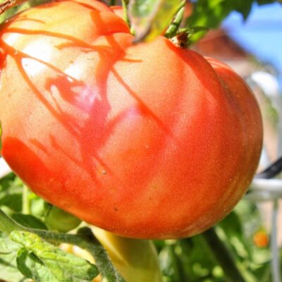 Деформация плодов томатов