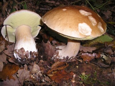 Boletus edulis EtgHollande 041031 091