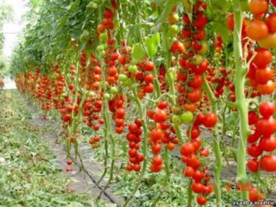 Plant tomates Record