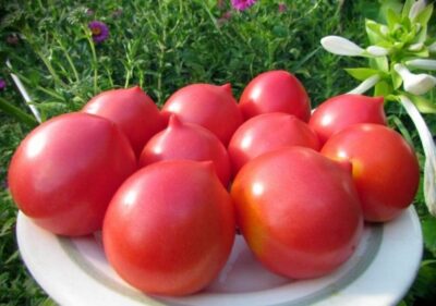 Картинки по запросу Какой сорт помидоров самый урожайный для теплицы