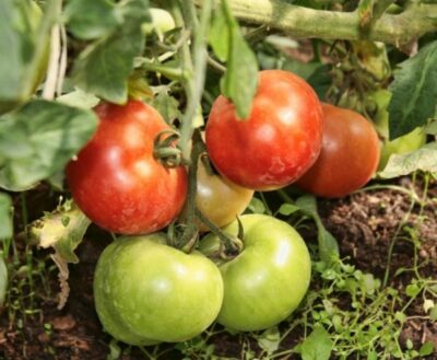 Udobrenie dlya tomatov 41
